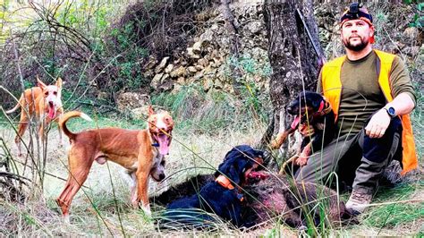 podencos cazando jabali|Caza al salto de jabalíes con podencos andaluces en。